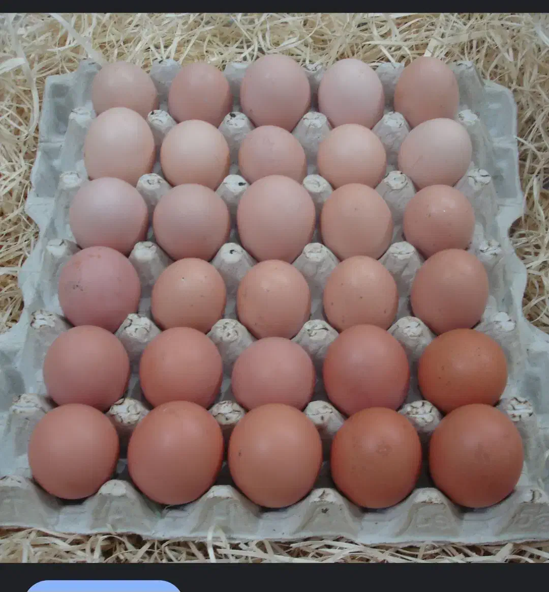 تخم مرغ|حیوانات مزرعه|بشاریات, |دیوار