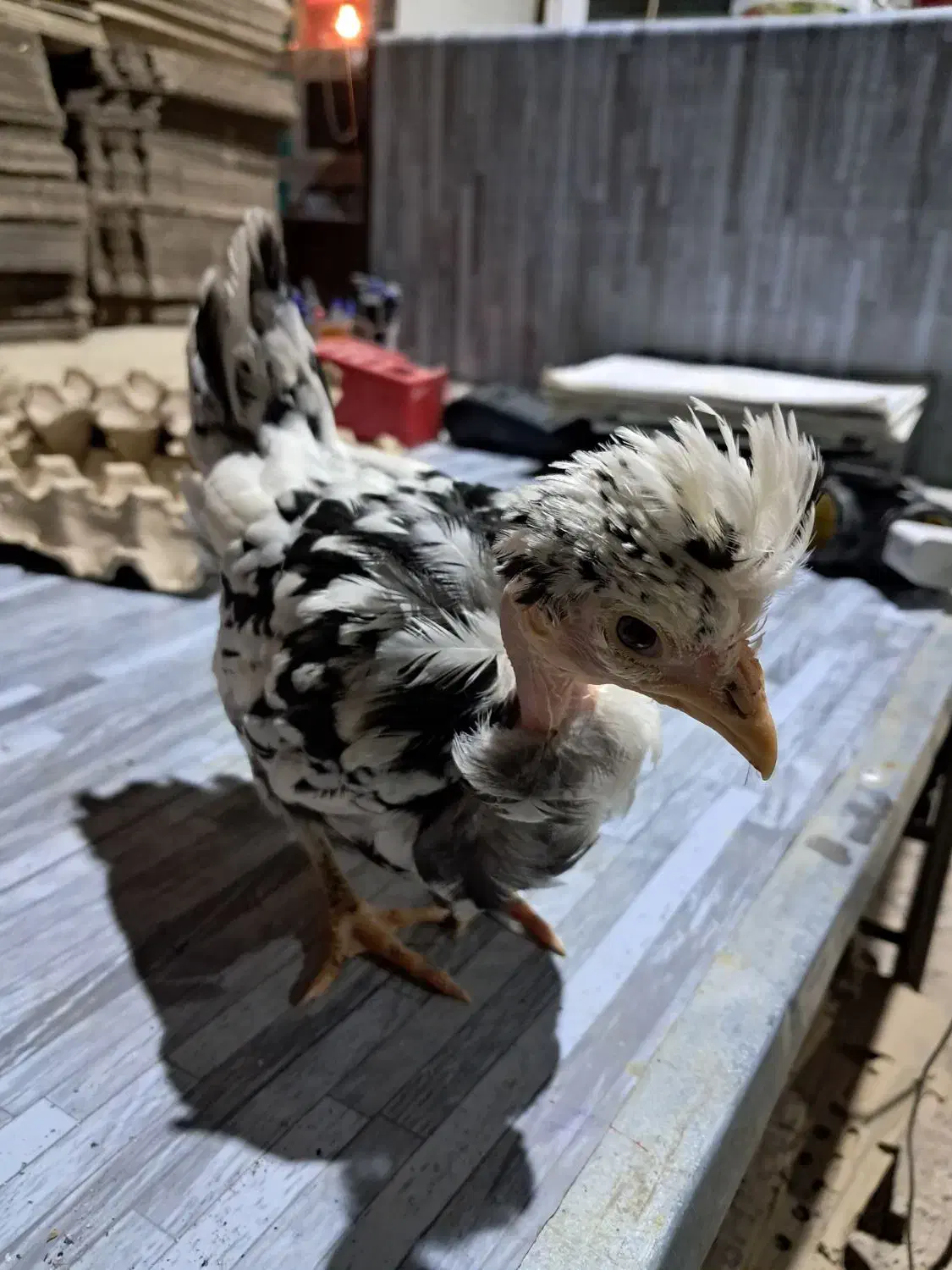 تولید و فروش عمده جوجه گلین گردن لختی کاکلی|حیوانات مزرعه|اردبیل, |دیوار