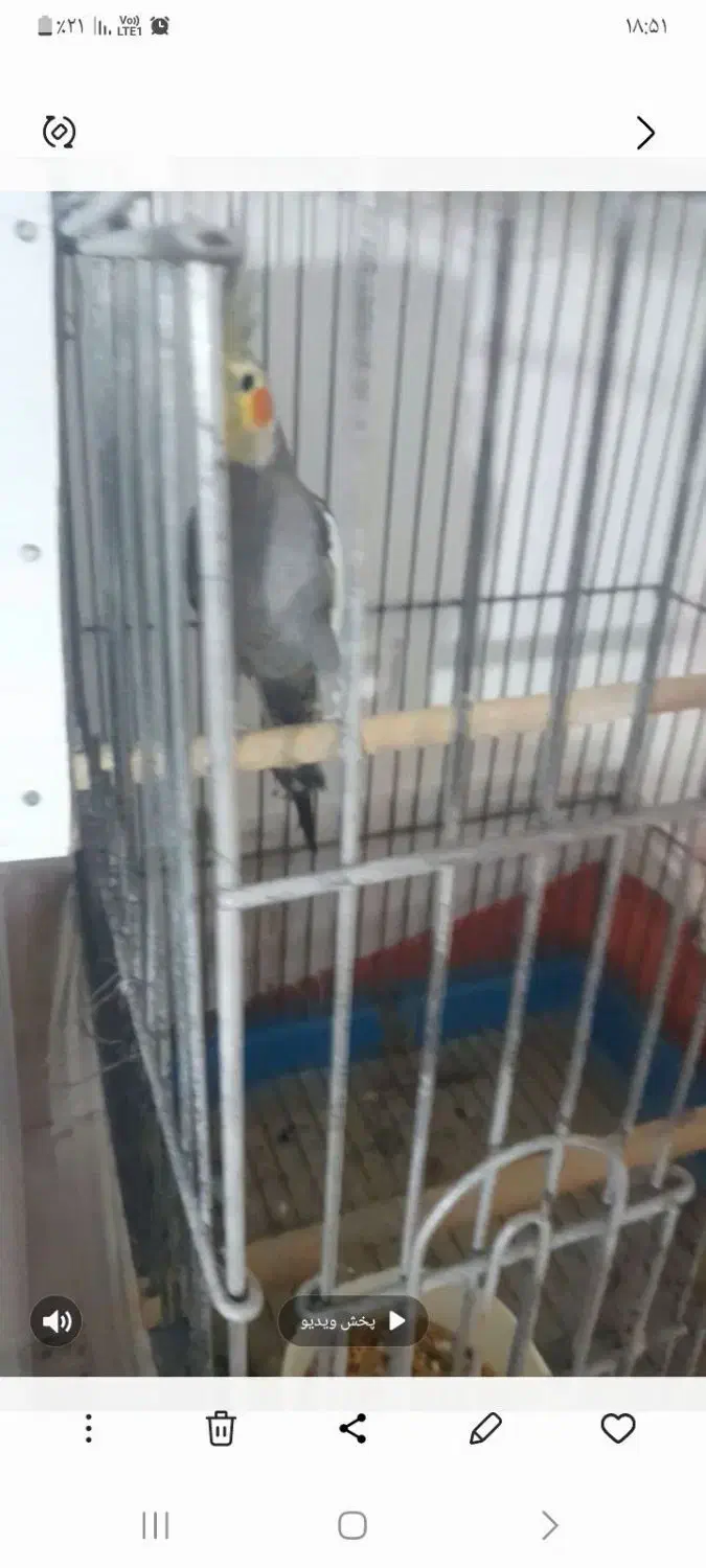 عروس هلندی|پرنده|کبودرآهنگ, |دیوار