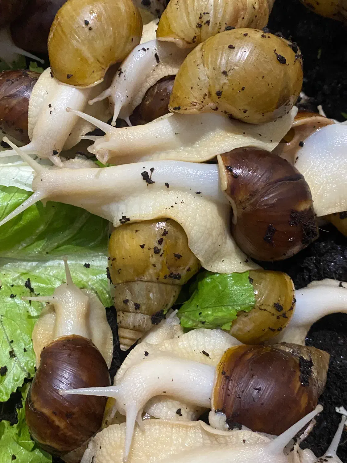 حلزون مولد|خزنده|شهریار, شهریار|دیوار