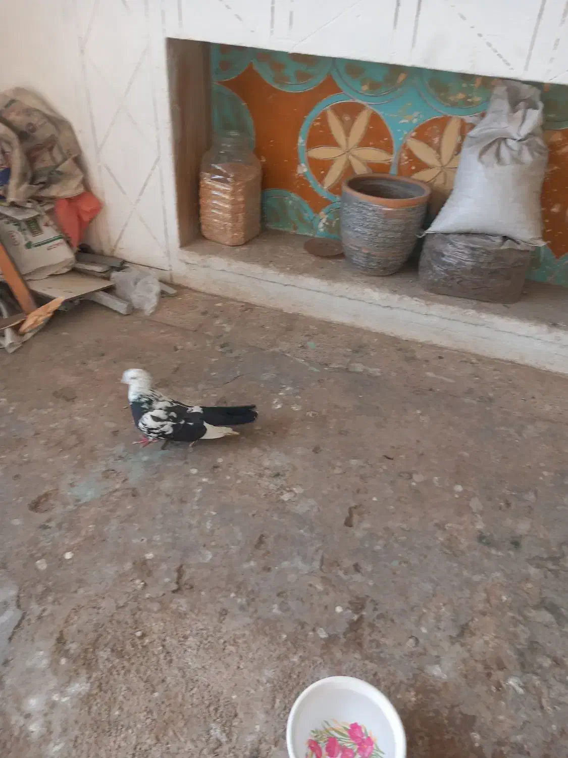 کفتر نر|پرنده|شاهرود, |دیوار