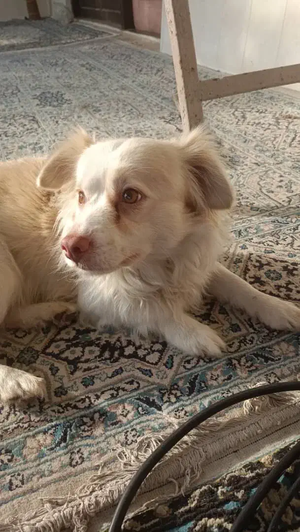 سگ اشپیتز نر|سگ|هادی شهر, |دیوار