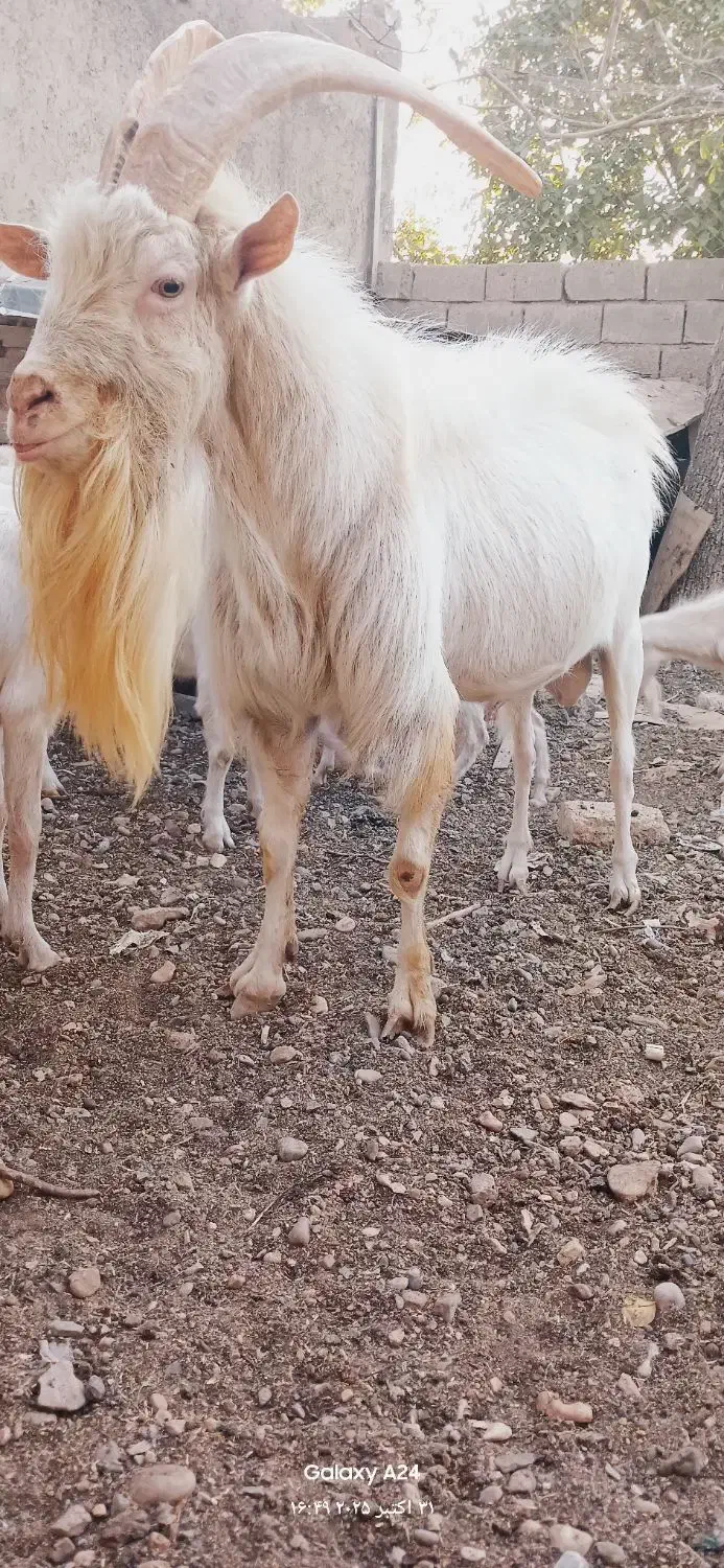 بز سانن اصیل|حیوانات مزرعه|خرمدره, |دیوار