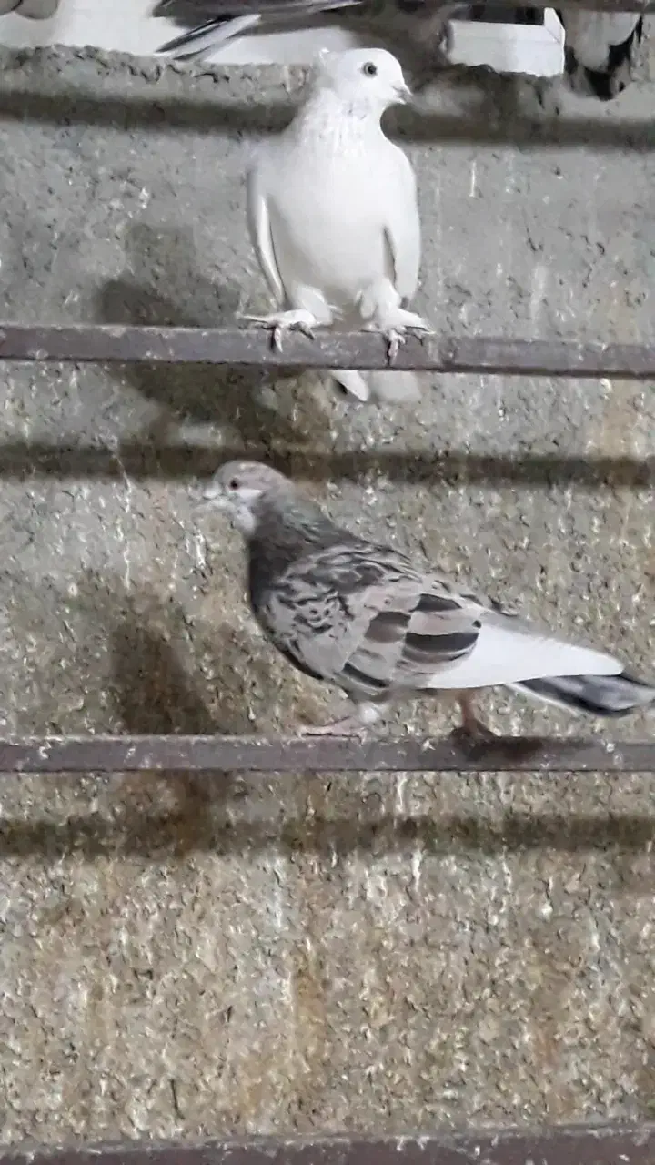 کفتر|پرنده|اسلام‌شهر, شهرک سالور|دیوار