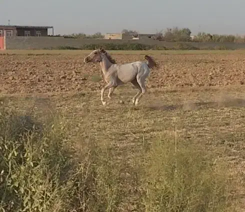 اسب سواری|اسب و تجهیزات اسب‌سواری|میاندوآب, |دیوار