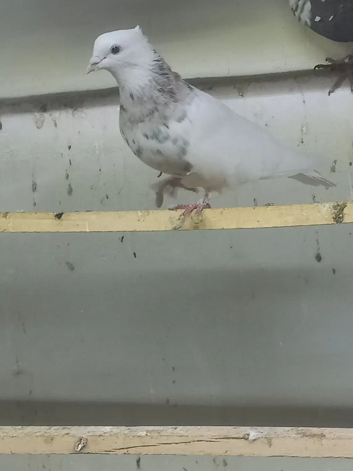 طوقی هفت رنگ طوقی آجری|پرنده|فرخ‌شهر, |دیوار