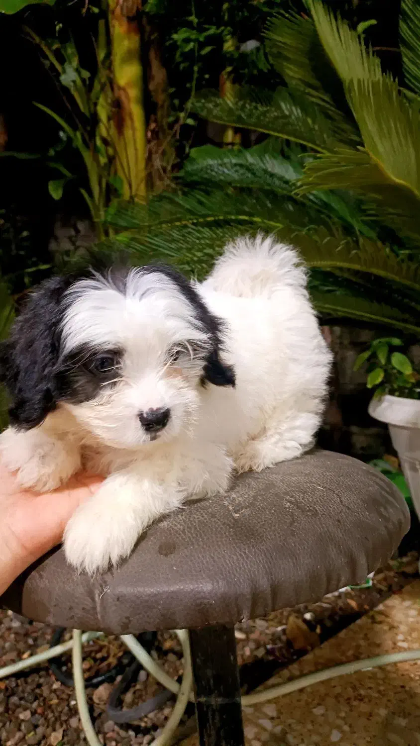 واگذاری سگ پشمالو ۲ عدد ق مت۵|سگ|کوچصفهان, |دیوار