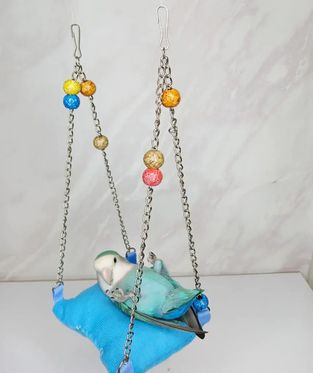 طوطی برزیلی (توضیحات آگهی)|پرنده|بوکان, |دیوار