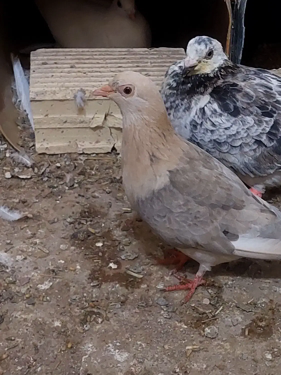 دو موشی طلایی نر|پرنده|فردوس (خراسان), |دیوار