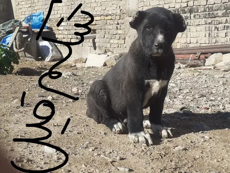 واگذاری قهدرینجونی ذات دار|سگ|حسن آباد, |دیوار