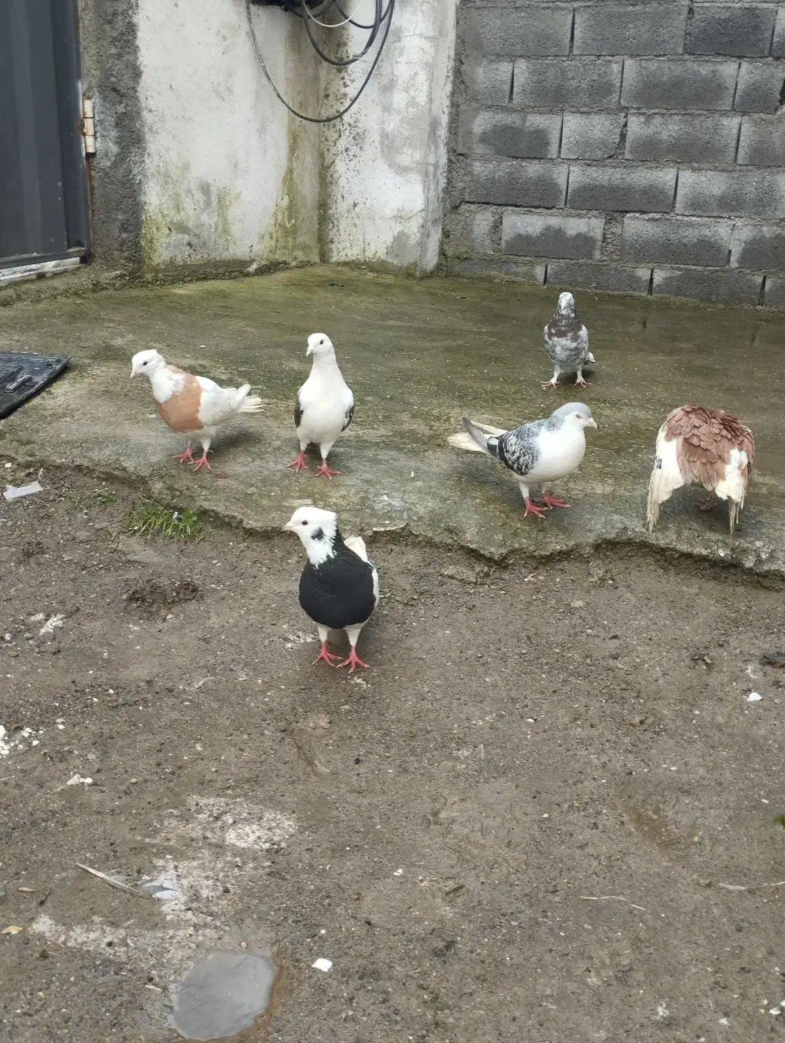 کبوتر|پرنده|گرمه, |دیوار