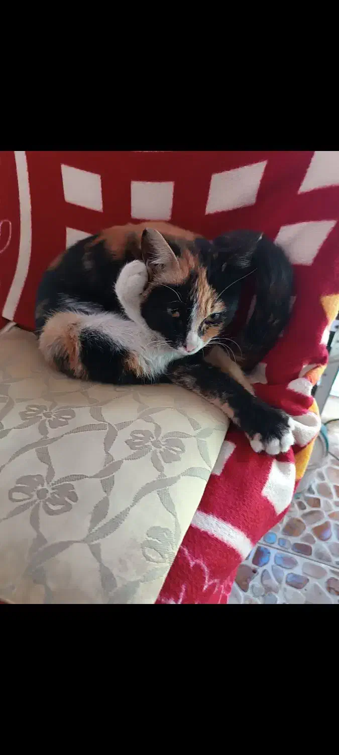 گربه خانگی رایگان|گربه|مشکیندشت, |دیوار