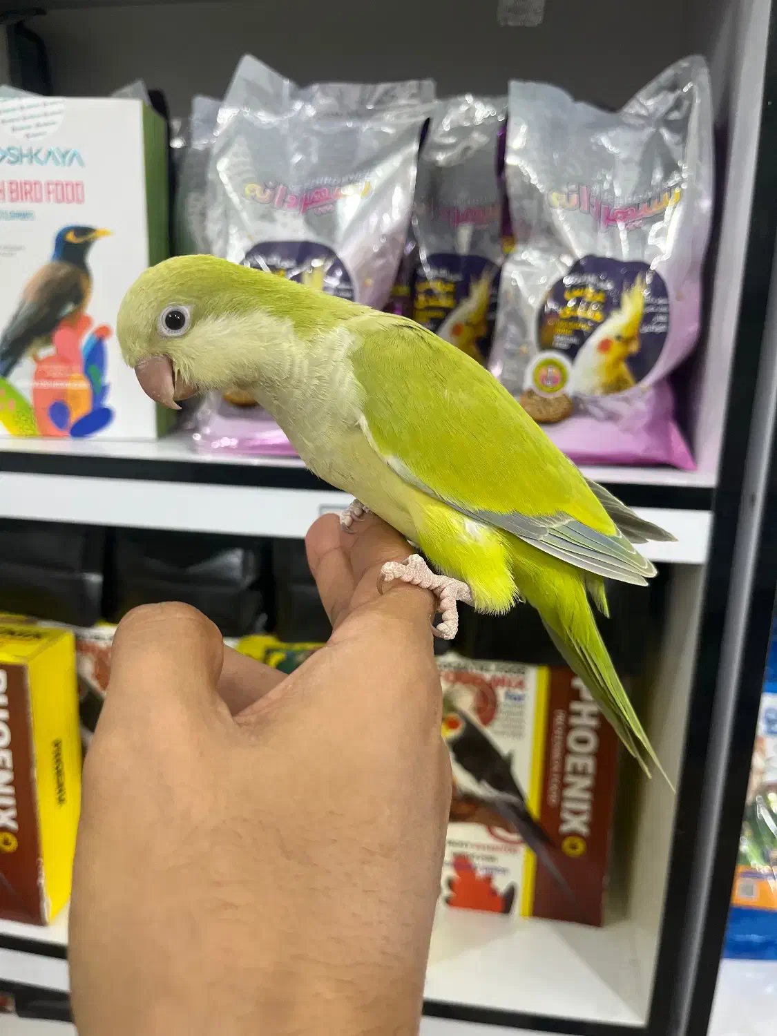 راهب مولد و جوجه راهب کاسکو لوری اکلکتوس ارا|پرنده|پاکدشت, پاکدشت (مامازند)|دیوار