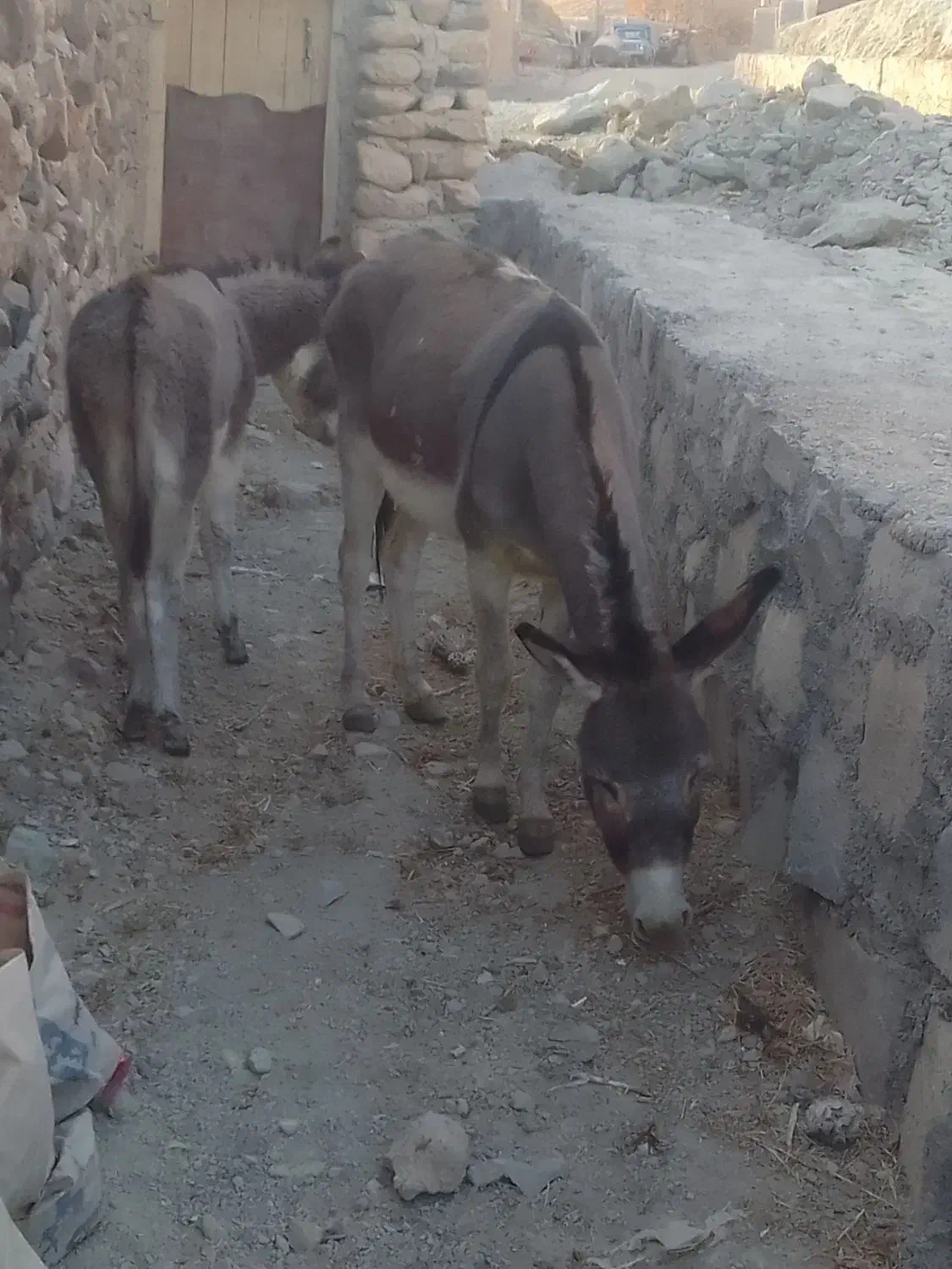 دو عدد خر|حیوانات مزرعه|ماهنشان, |دیوار