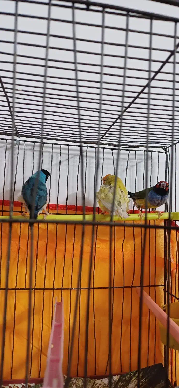 فنج گلدین ۲عدد احتمالا نر|پرنده|زاهدان, |دیوار