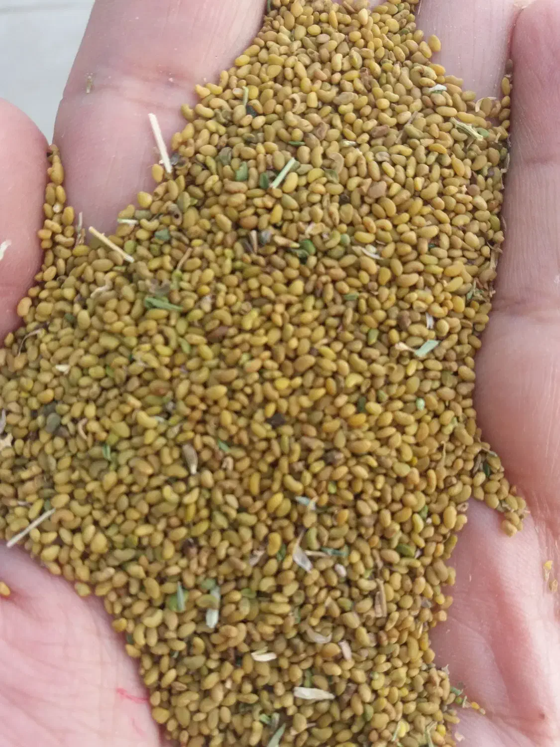 بذریونجه۴۲۰هزار|گل و گیاه طبیعی|شیروان (خراسان), |دیوار