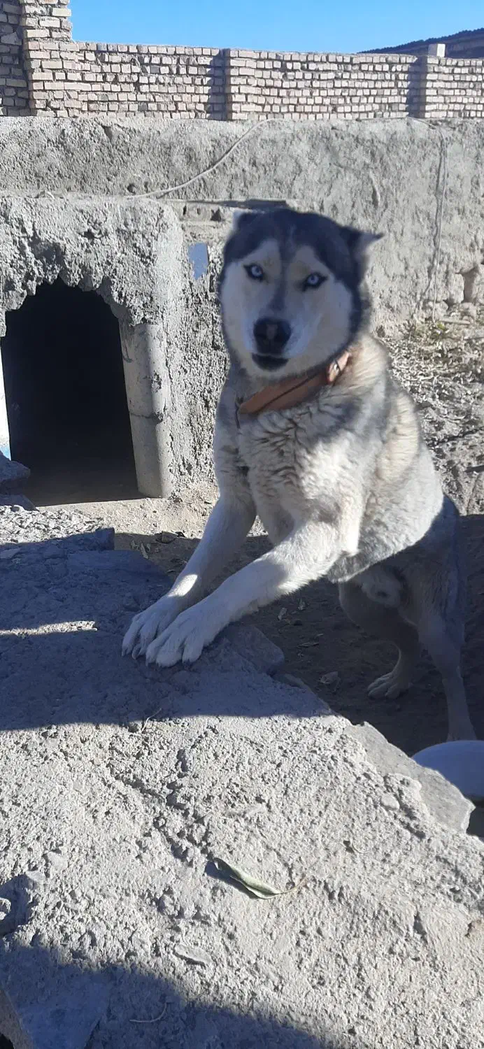 سگ هاسکی|سگ|مود, |دیوار