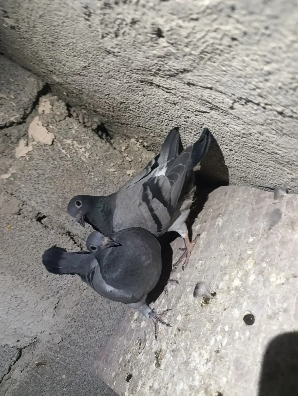 کبوتر پلاکی|پرنده|جیرفت, |دیوار