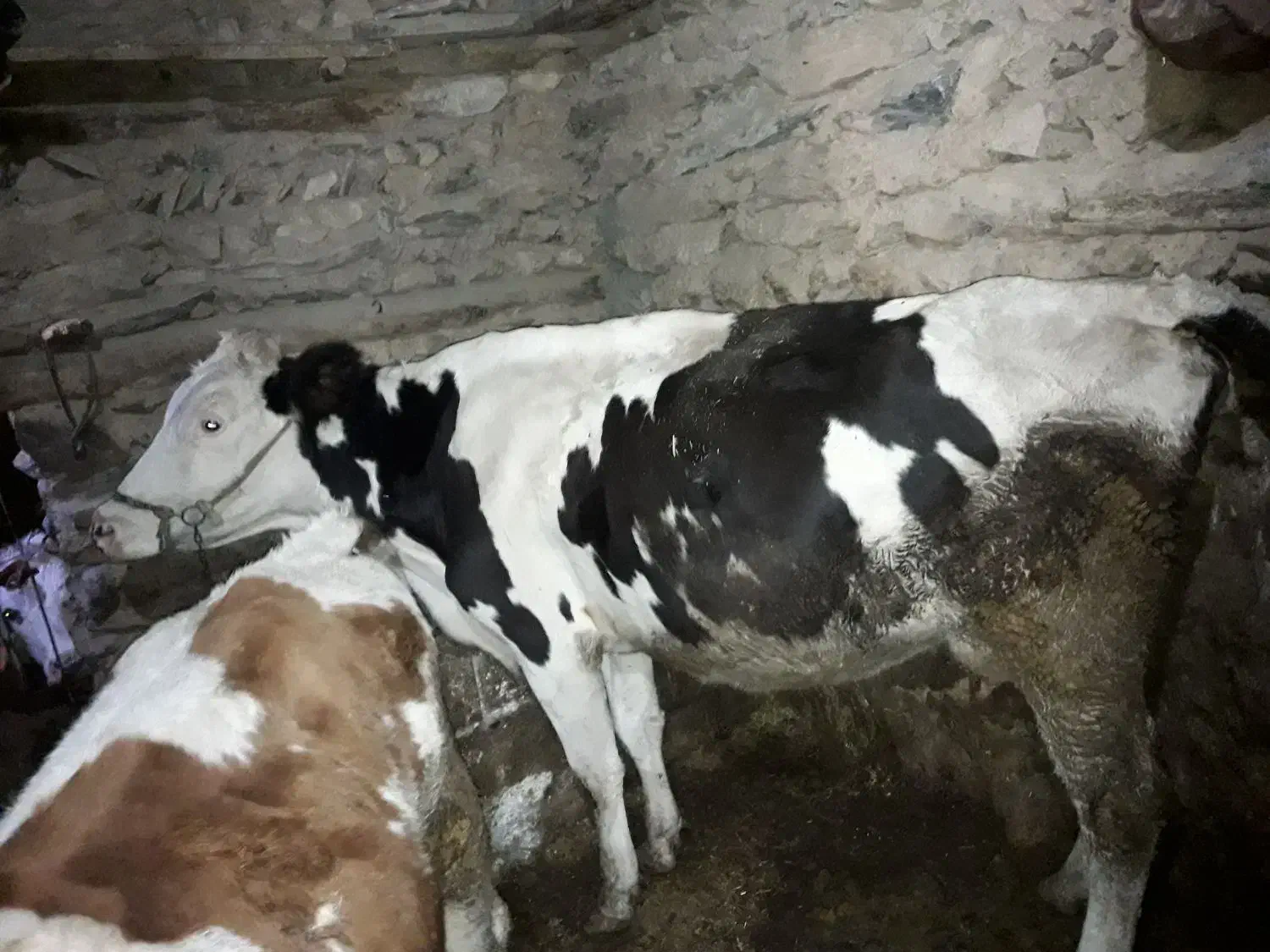 گاوباگوساله|حیوانات مزرعه|سنندج, |دیوار