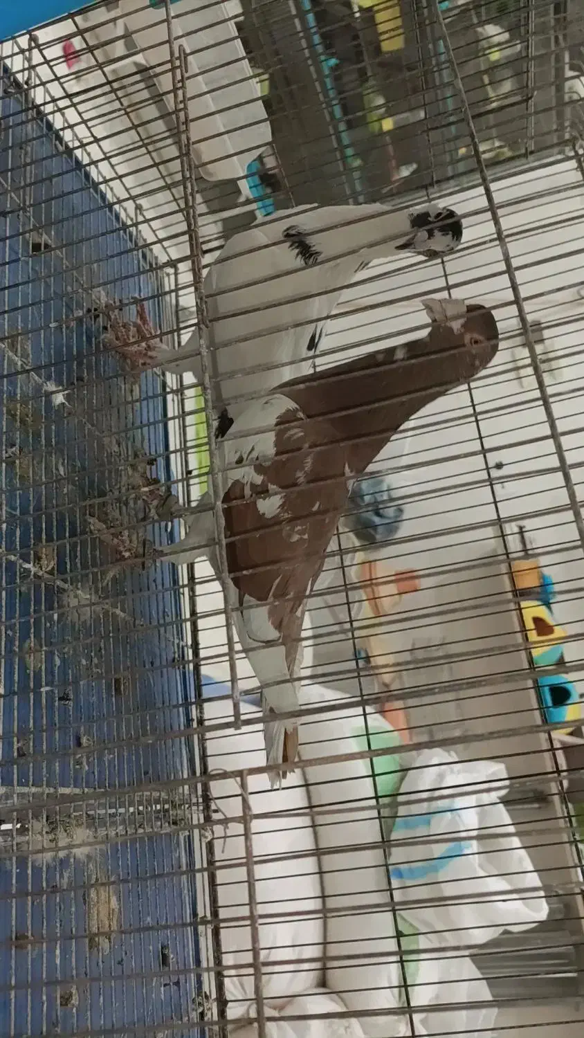 پرشی زنگ|پرنده|آشخانه, |دیوار