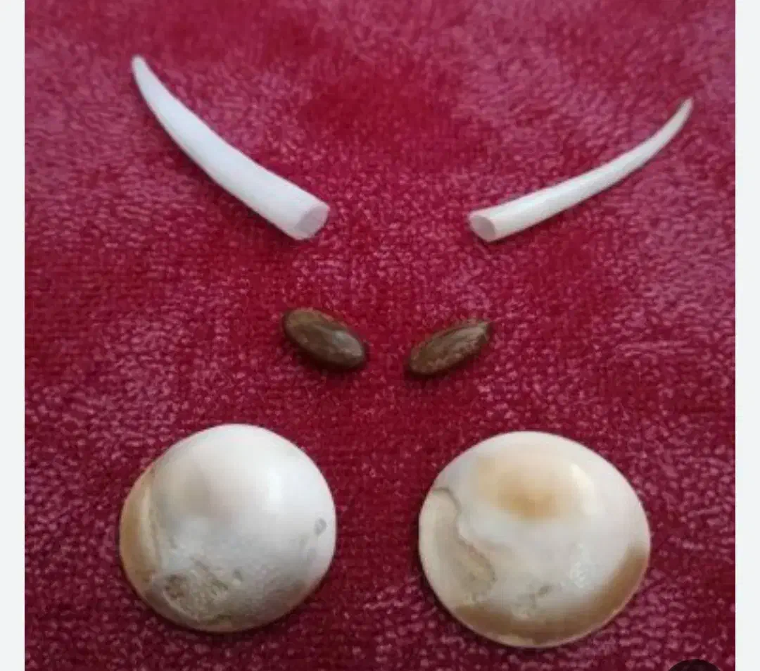 دعا|بدلیجات|سبزوار, قاضی زاد|دیوار