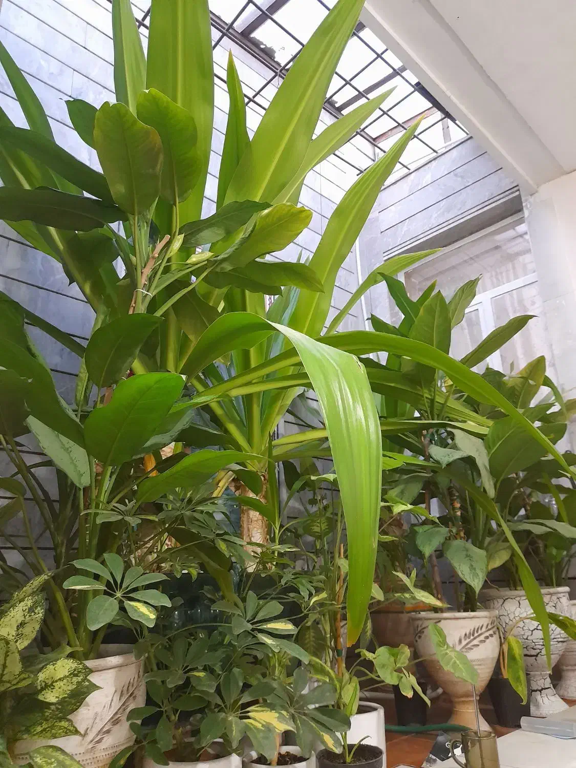 سهره. معاوضه با جفت عروس هلندی یا قناری|پرنده|شیراز, محراب|دیوار