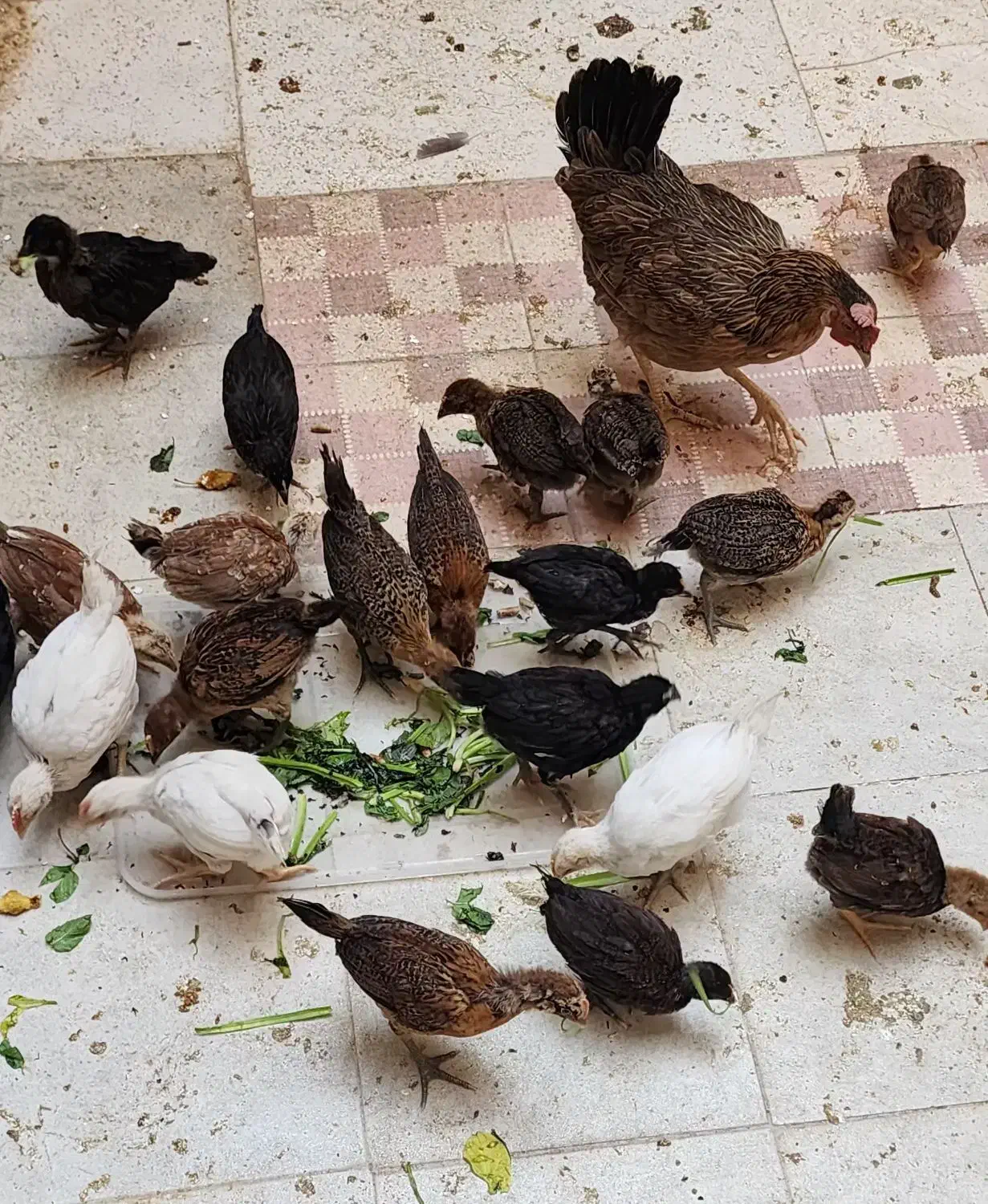 نیمچه مرغ و خروس عربی|حیوانات مزرعه|خرمشهر, |دیوار