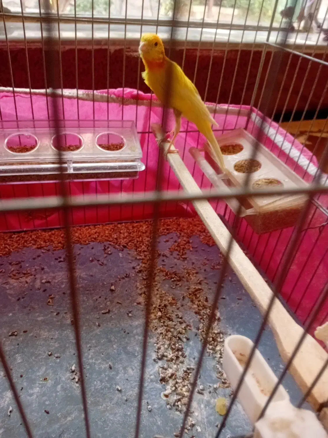 قناری مست|پرنده|آذرشهر, |دیوار