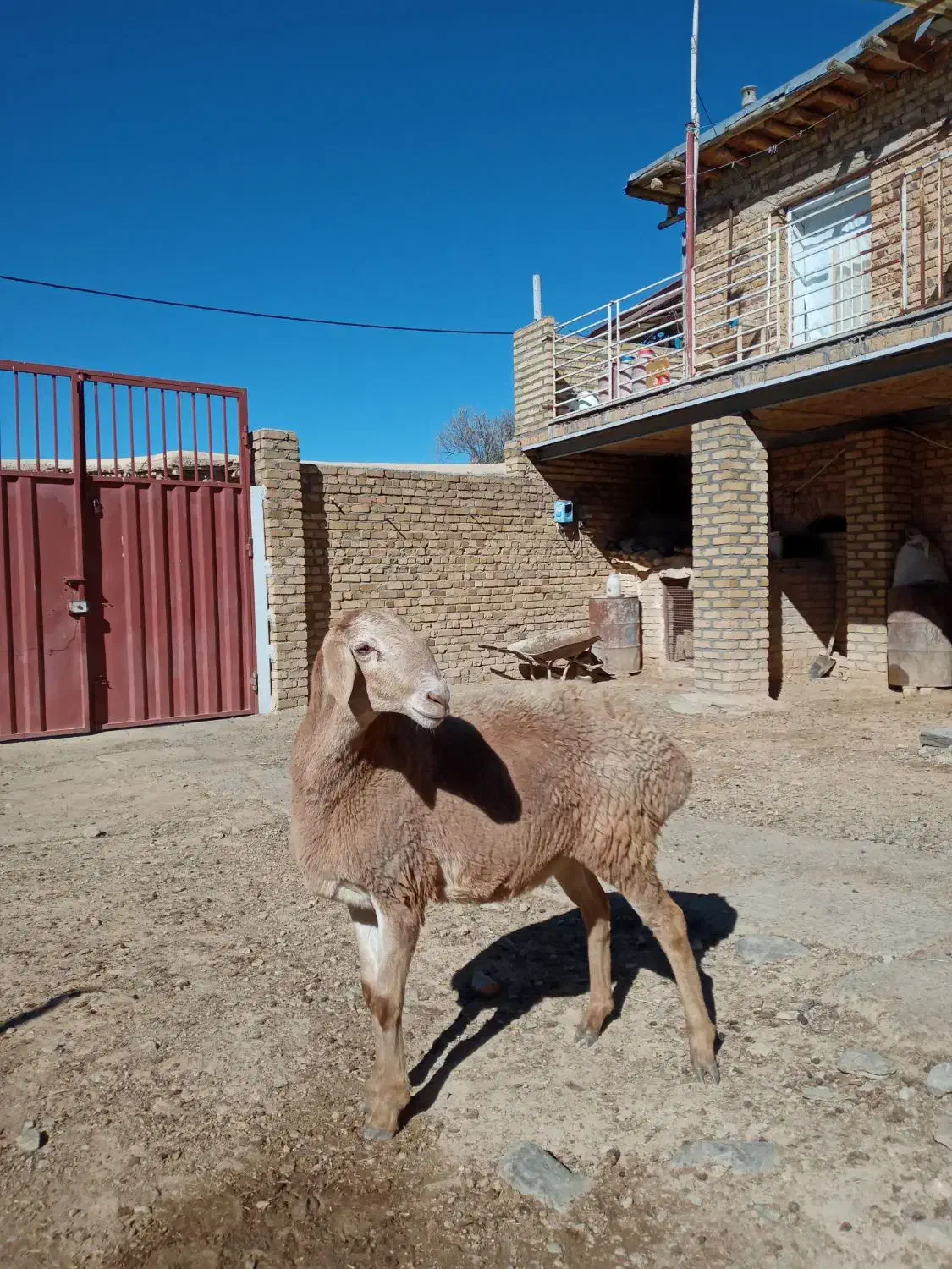 بره ماده چینی و نربز شیرازی|حیوانات مزرعه|سیلاخور, |دیوار