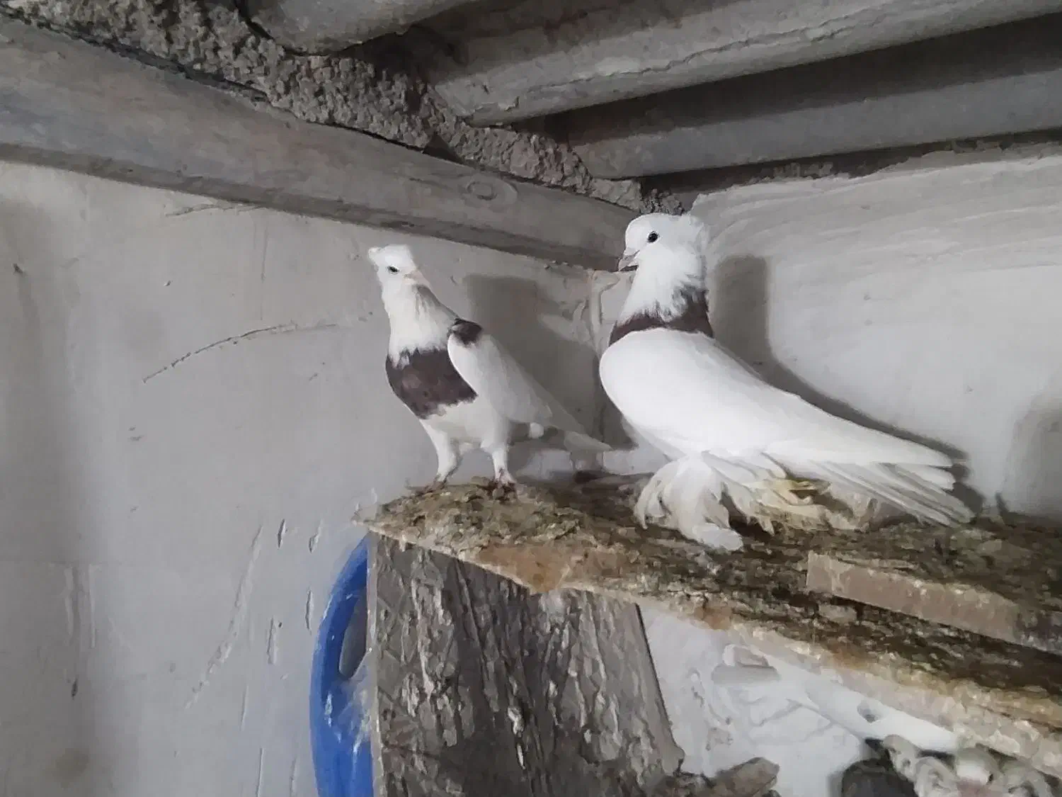 کبوتر|پرنده|گرگان, |دیوار