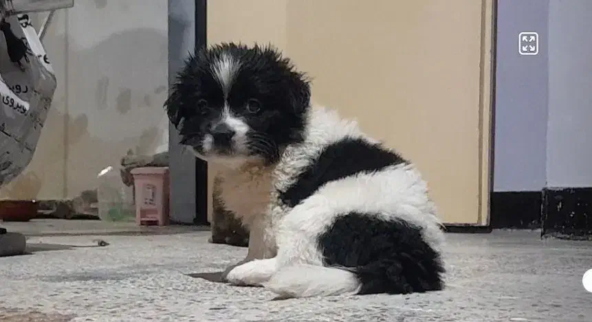 ۳قلاده توله سگ بوردر کولی پدر اصیل مادر اشپیتز|سگ|نوشهر, |دیوار