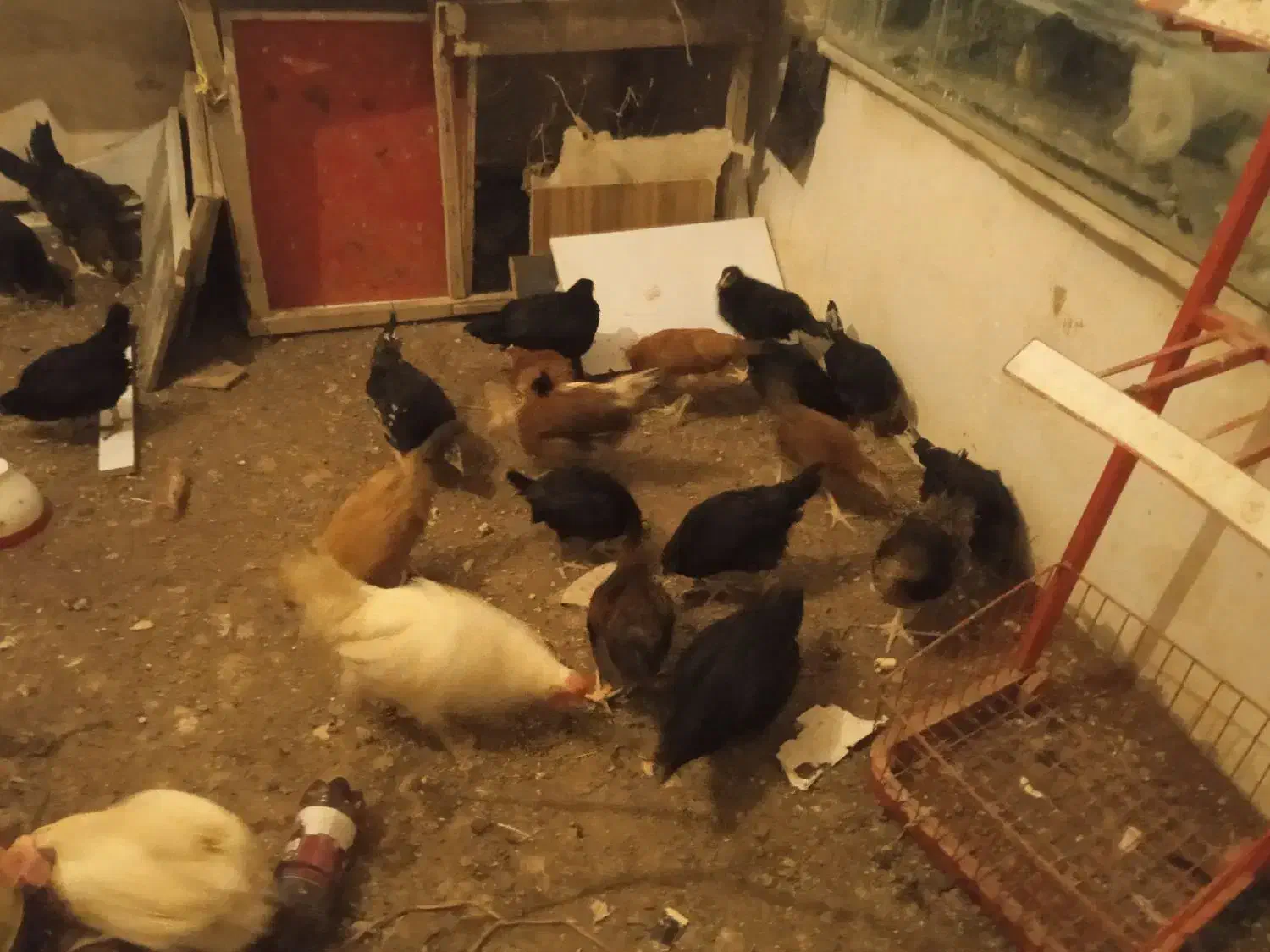 جوجه 3ماهه|حیوانات مزرعه|تربت‌حیدریه, کوی شهید احمدزاده ملکی|دیوار