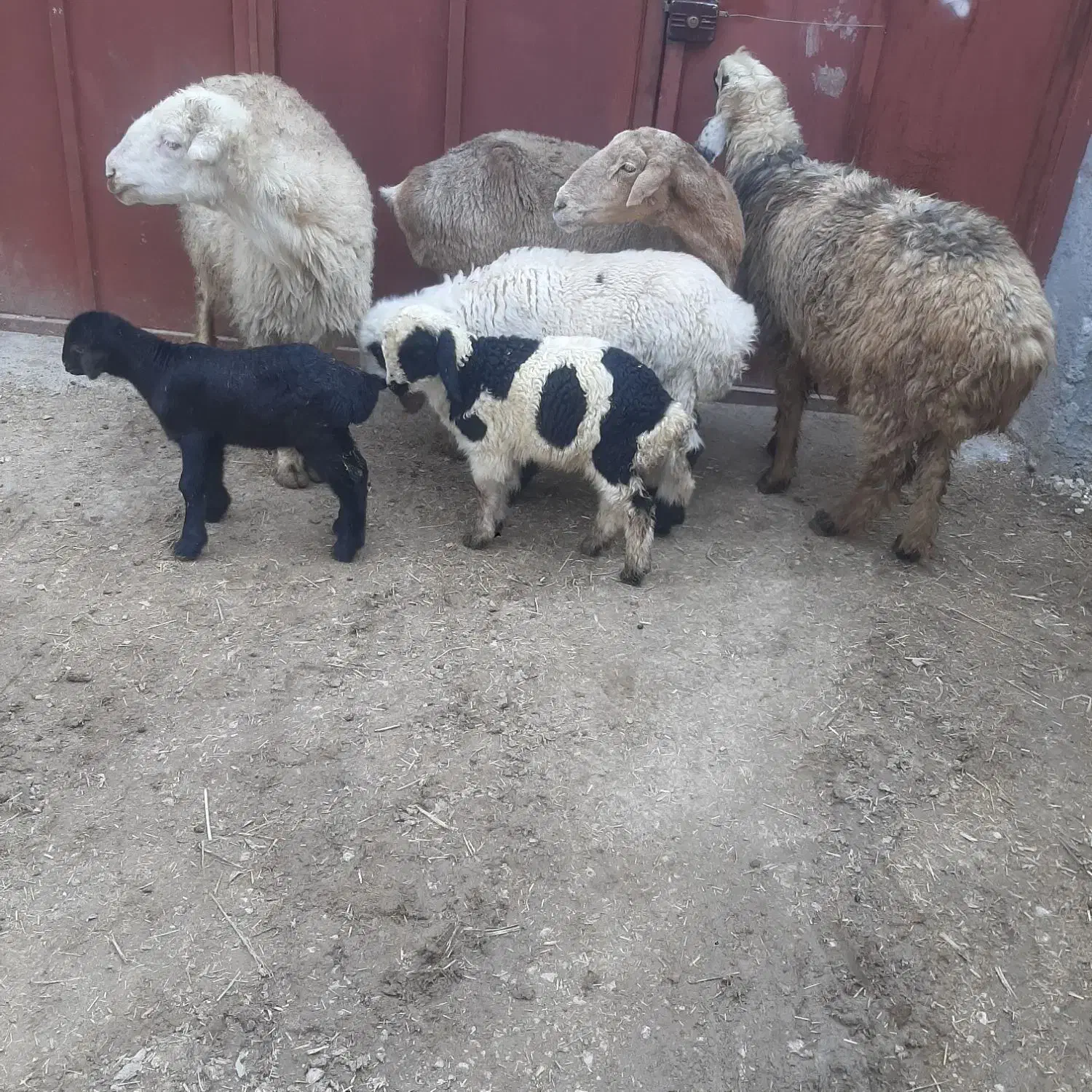 میش بره دار|حیوانات مزرعه|مرودشت, رامجرد یک|دیوار