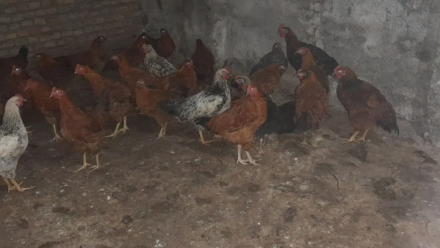 مرغ و خروس اصل محلی|حیوانات مزرعه|گمیشان, |دیوار