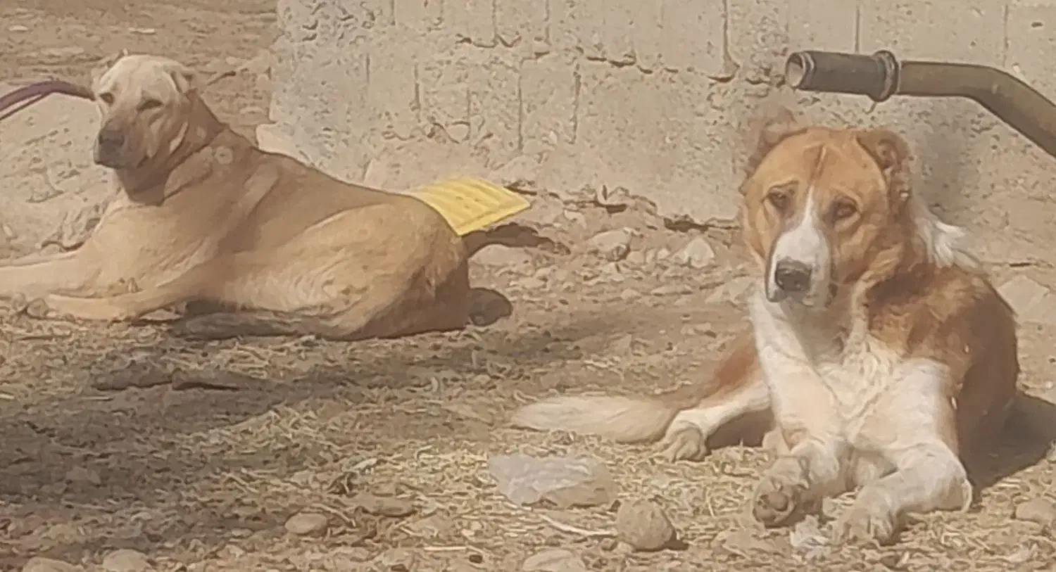 دو عدد سگ|سگ|نقده, |دیوار