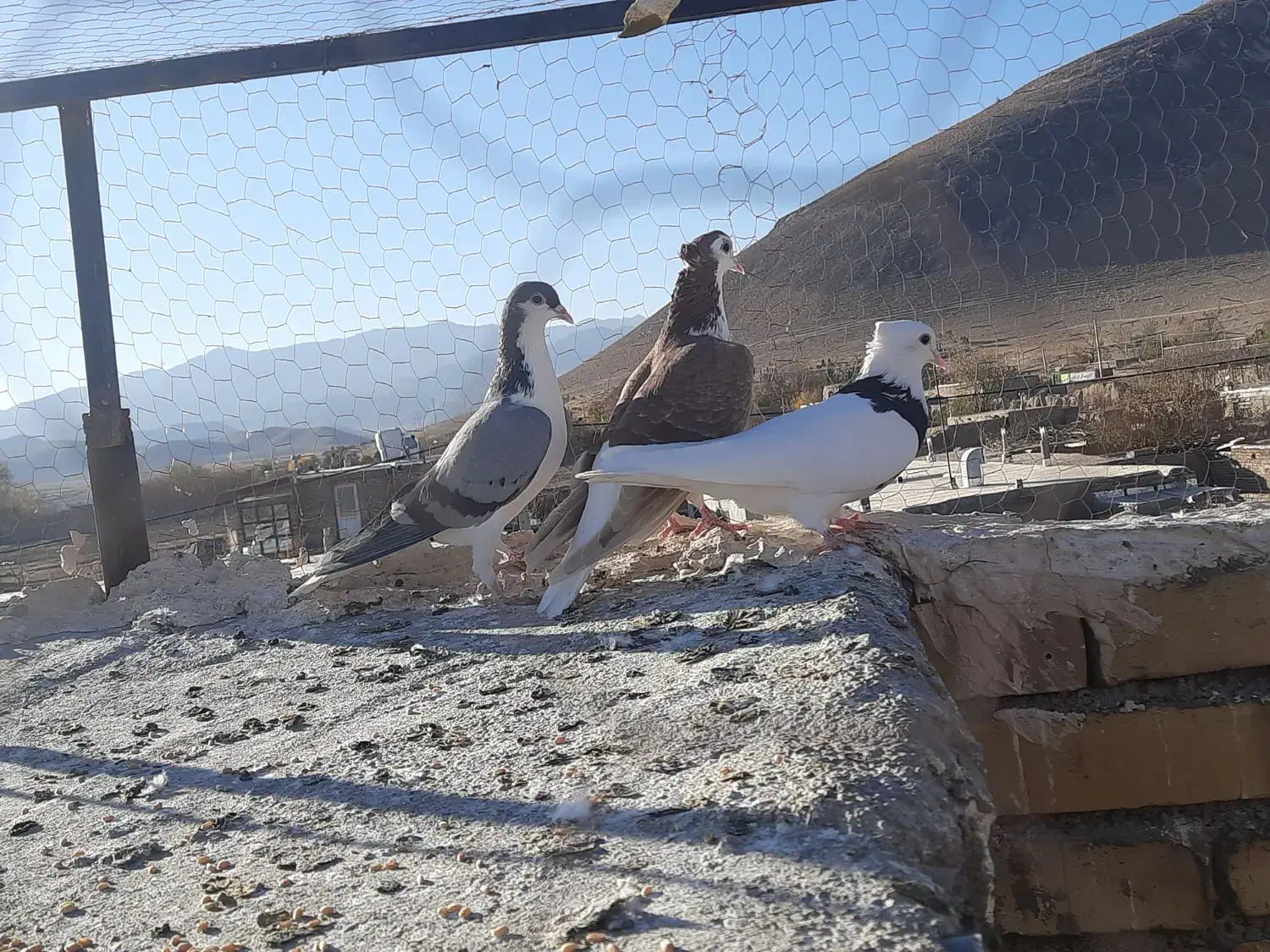 کفتر|پرنده|میان ولایت, |دیوار