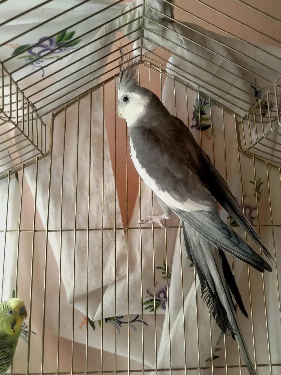 عروس هلندی|پرنده|مشگین شهر, |دیوار