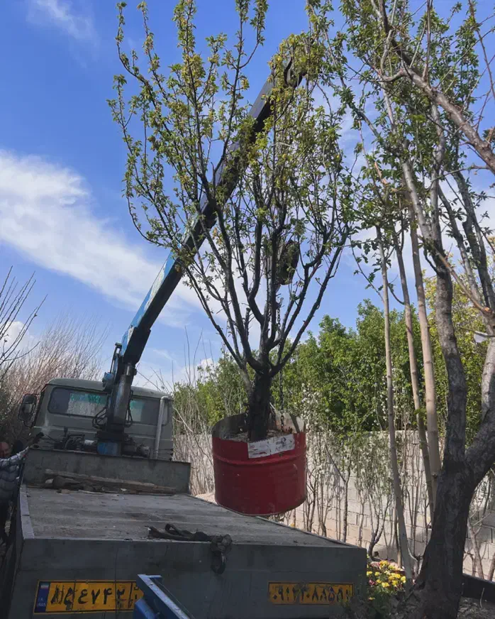 نهال سایز بزرگ مختص شهرداری و ویلا|گل و گیاه طبیعی|تبریز, |دیوار