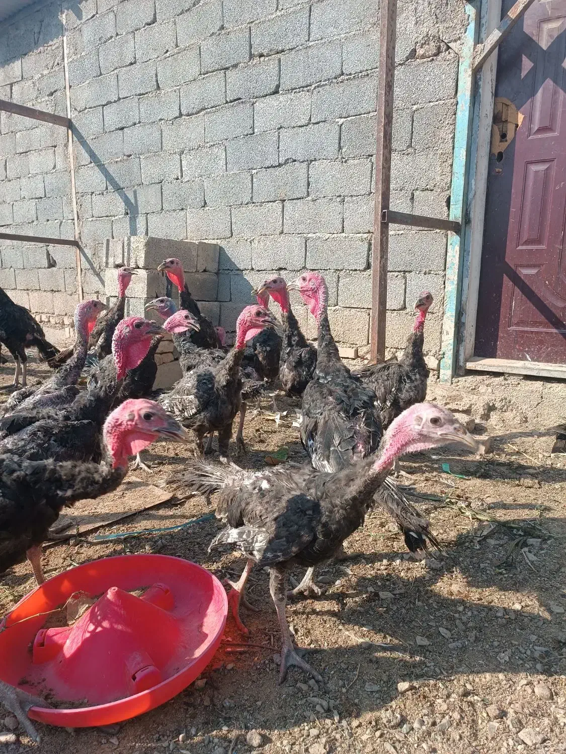 65 عدد بوقلمون برنز امریکا 4 ماه و نیم|حیوانات مزرعه|اسلام‌شهر, چیچکلو|دیوار