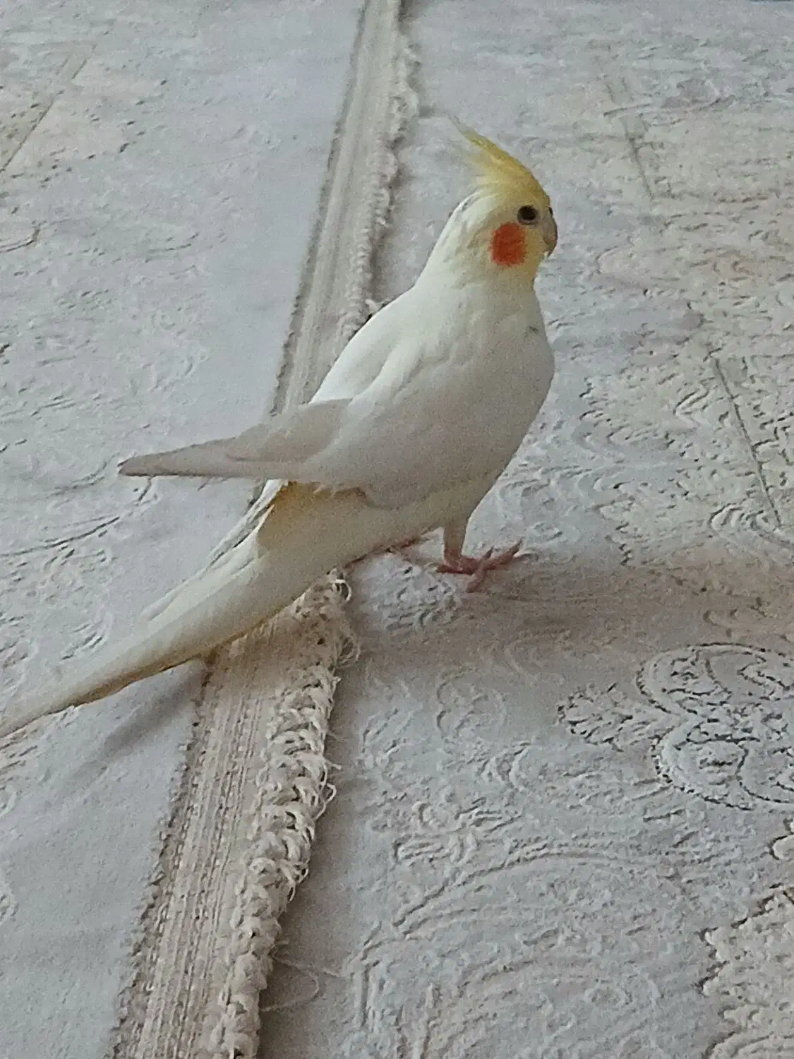 پرنده|پرنده|قم, شهر قائم|دیوار