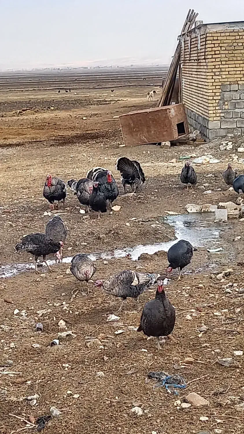 بوقلمون چاق|حیوانات مزرعه|ماهیدشت, |دیوار