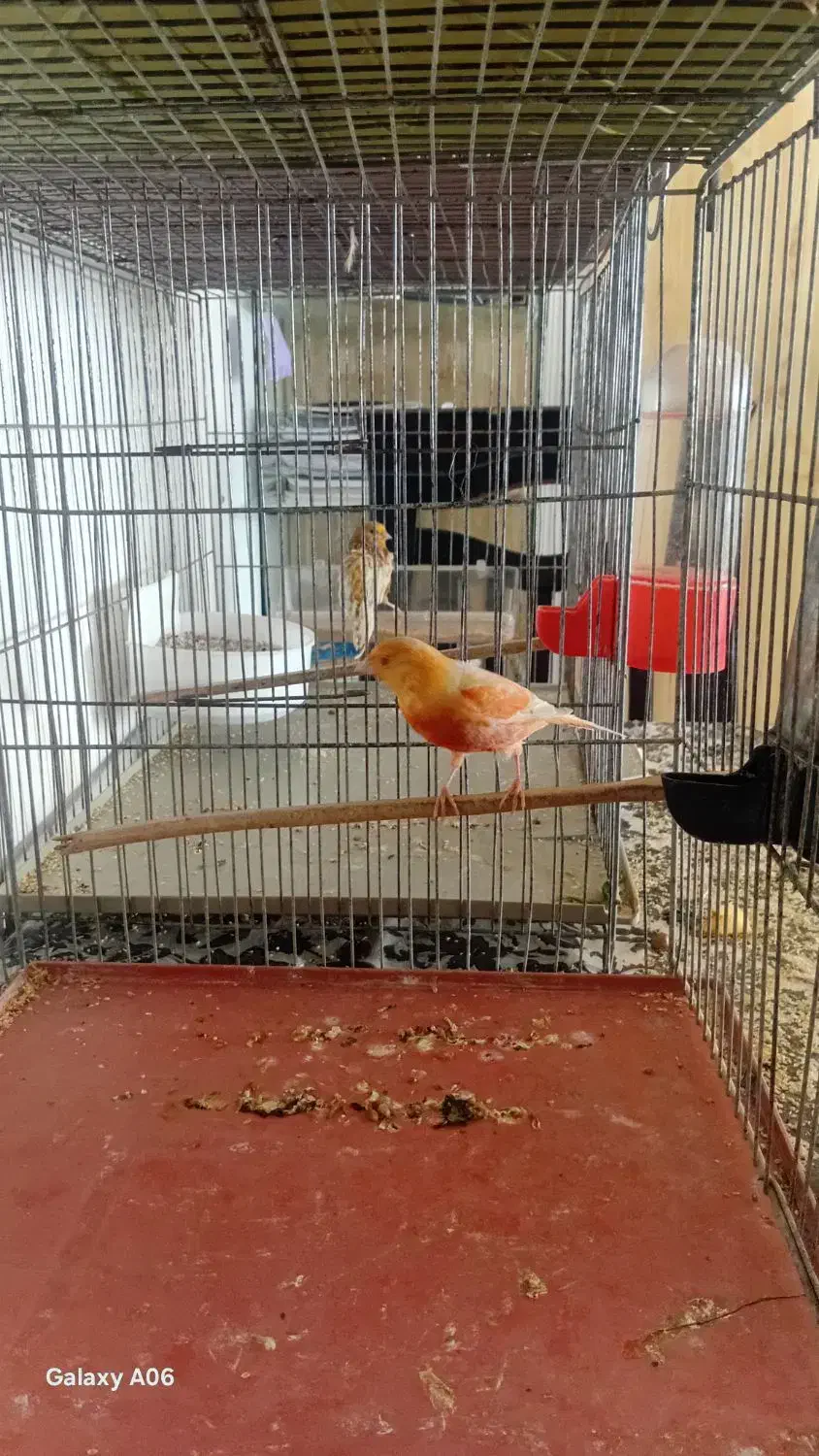 قناری موزاییکی فایو نژاد دار معاوضه با سهره|پرنده|کبودرآهنگ, |دیوار