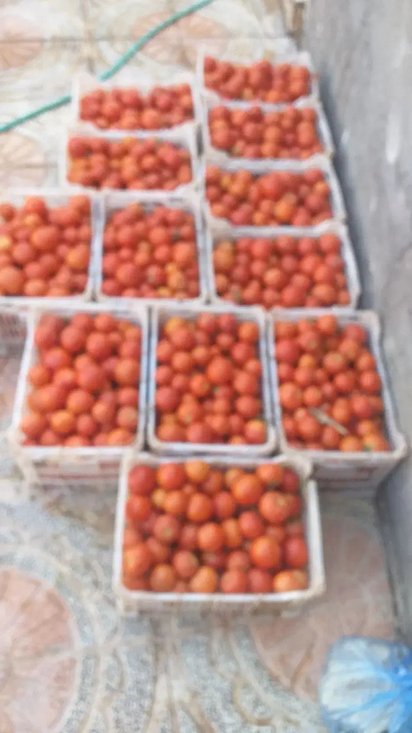 گویجه تازه|حراج|قزوین, |دیوار