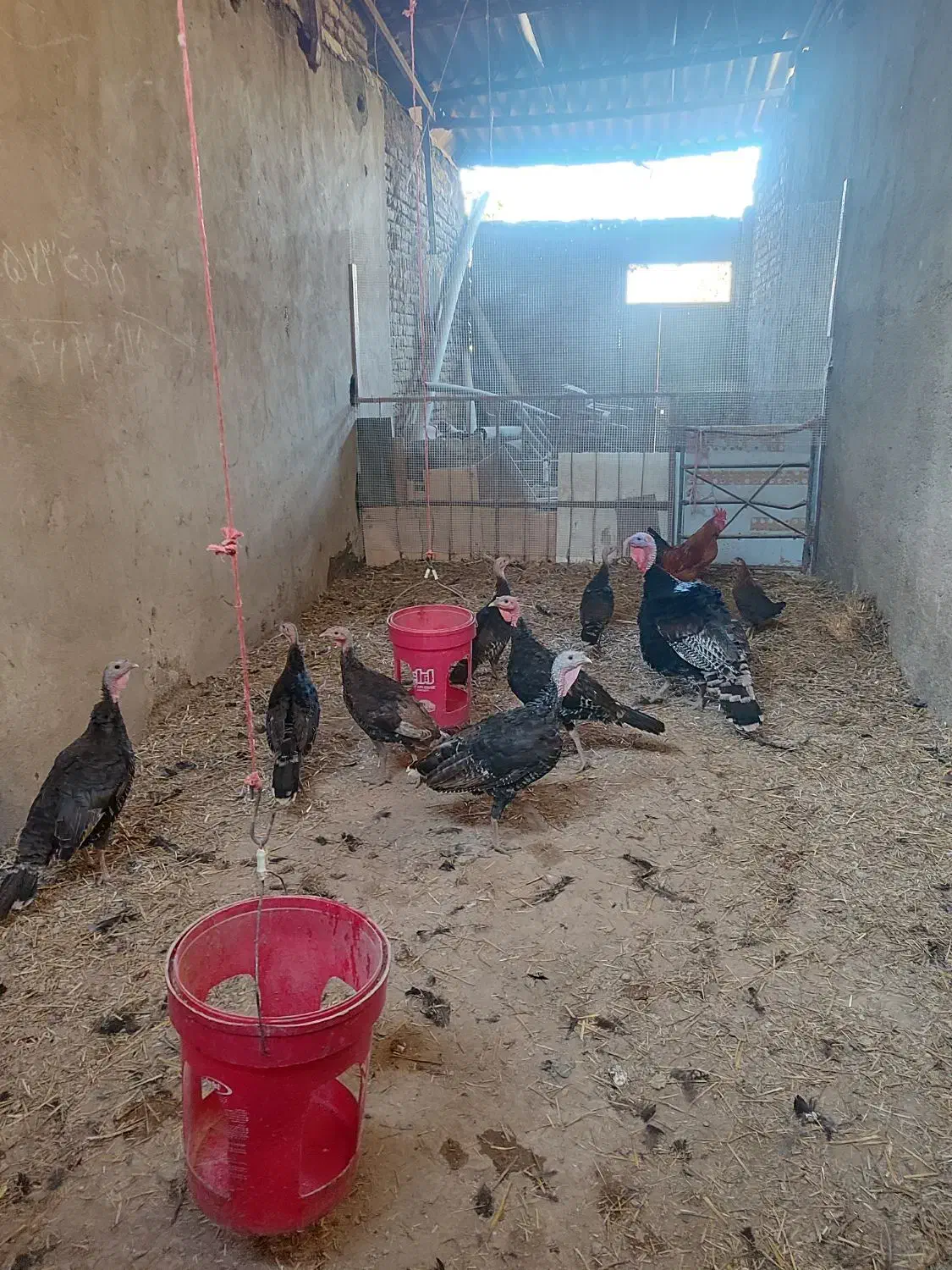 بوقلمون|حیوانات مزرعه|چناران, |دیوار