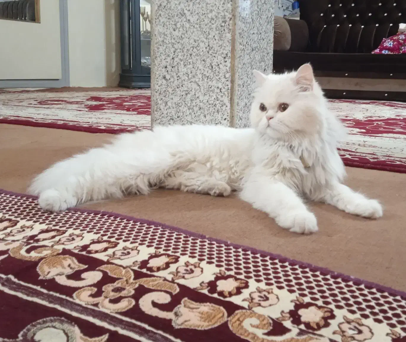 گربه پرشین بیرتیش|گربه|ایواوغلی, |دیوار