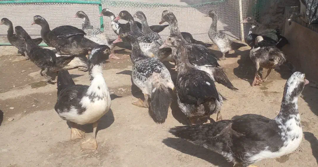 اردک خارجی|حیوانات مزرعه|هامون, |دیوار