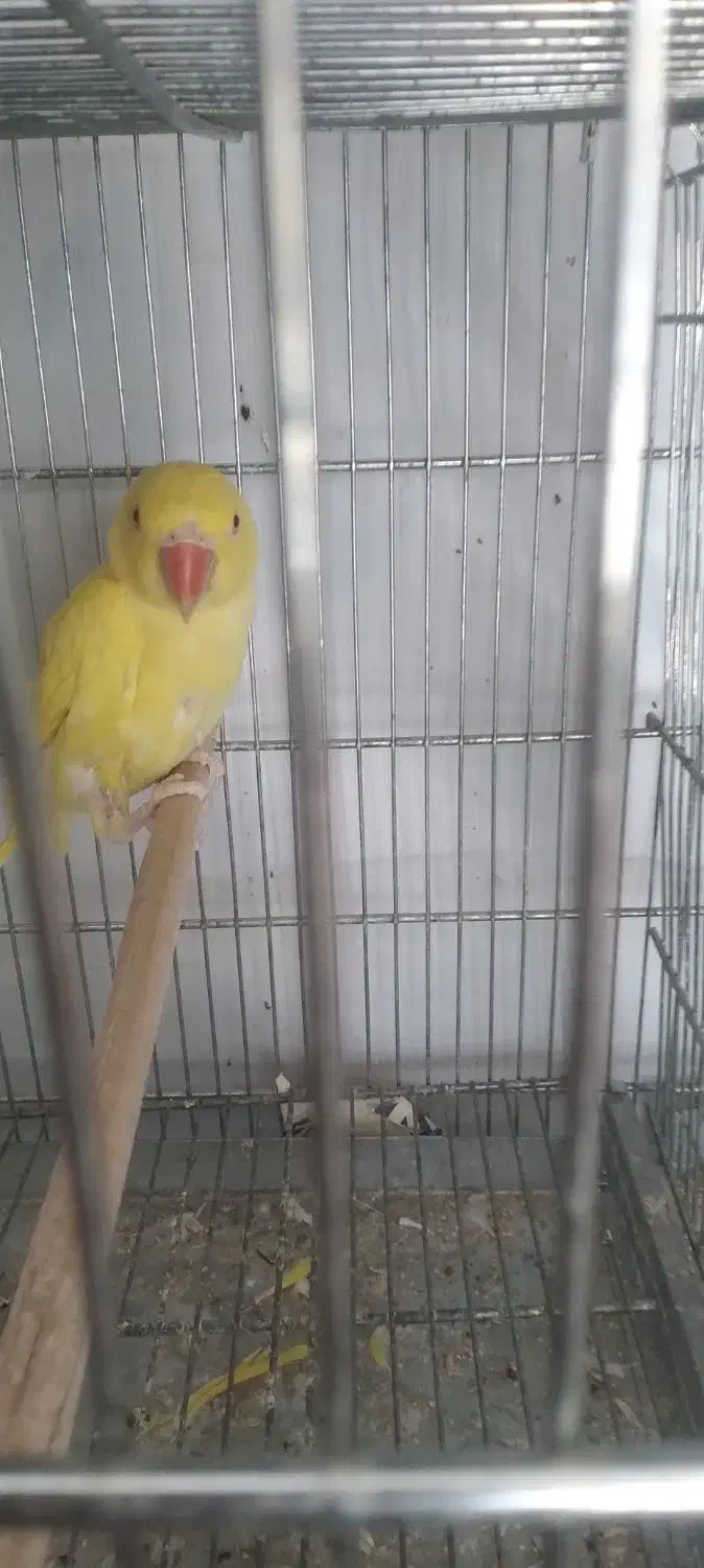 طوطی ملنگوزرد|پرنده|بیرجند, |دیوار