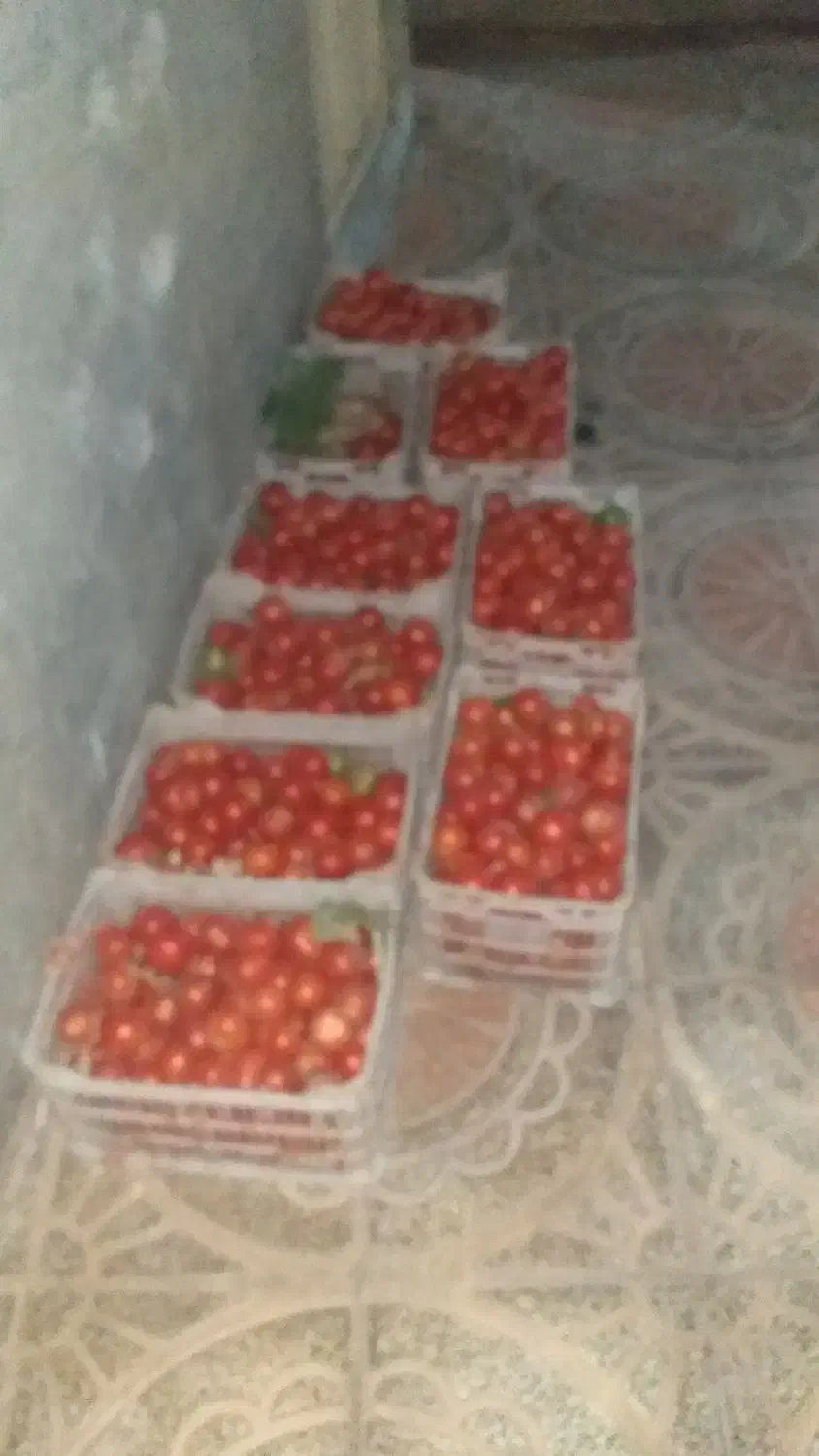 گویجه تازه|حراج|قزوین, |دیوار