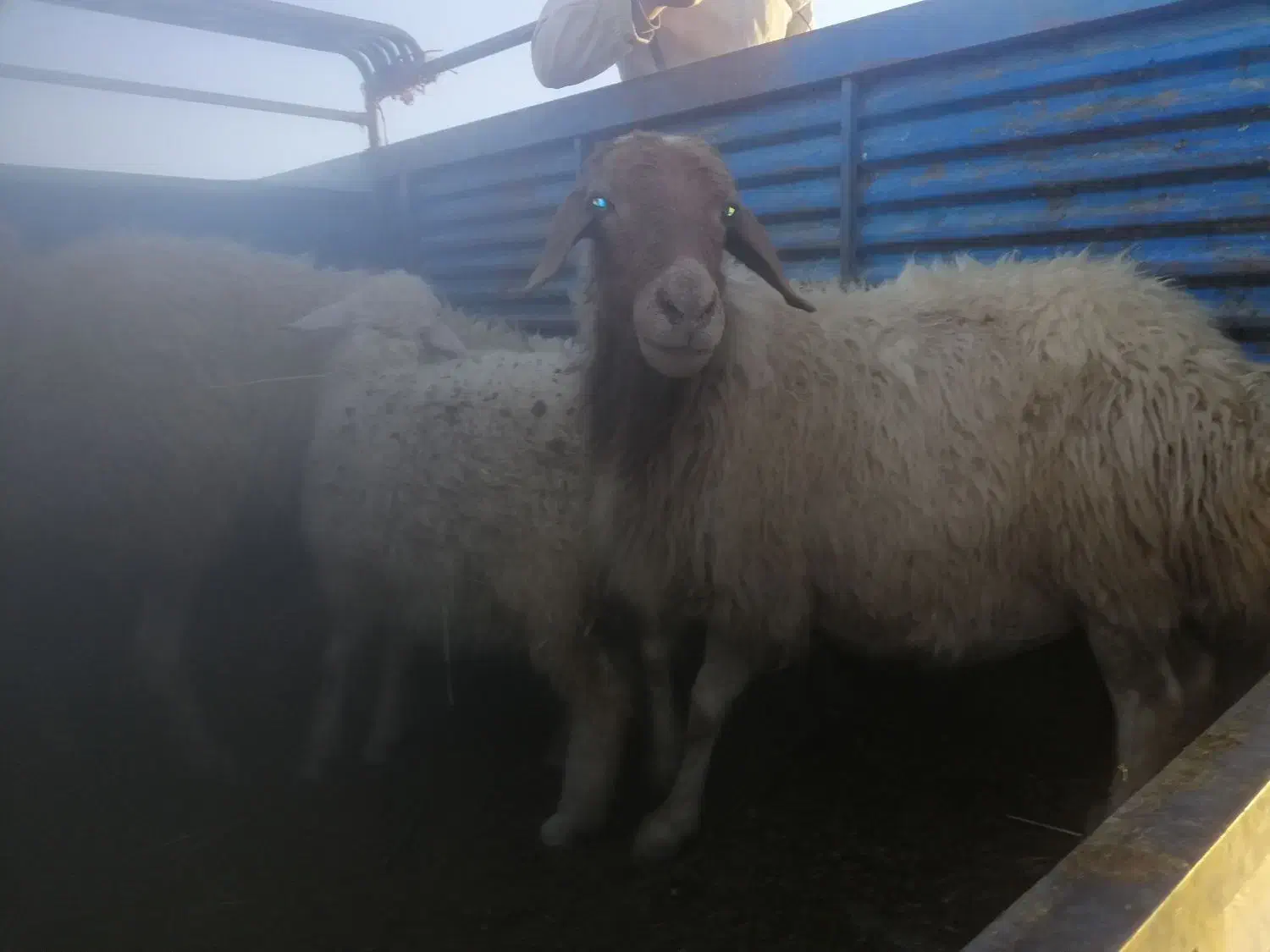 گوسفند|حیوانات مزرعه|جوانرود, |دیوار