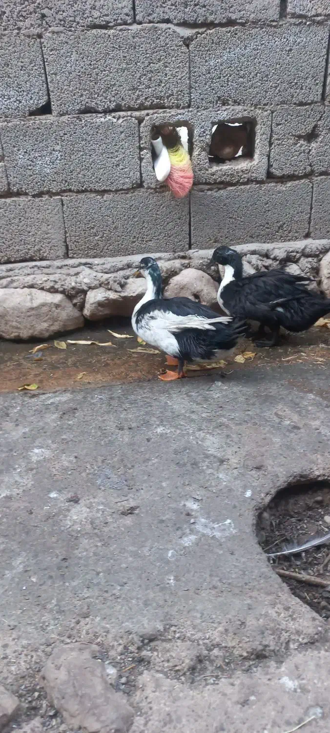 اردک نر ماده|حیوانات مزرعه|دره شهر, |دیوار